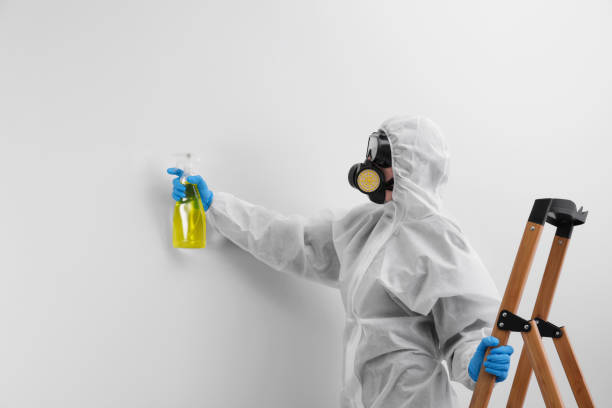 Why You Should Choose Our Mold Remediation Services in Loogootee, IN